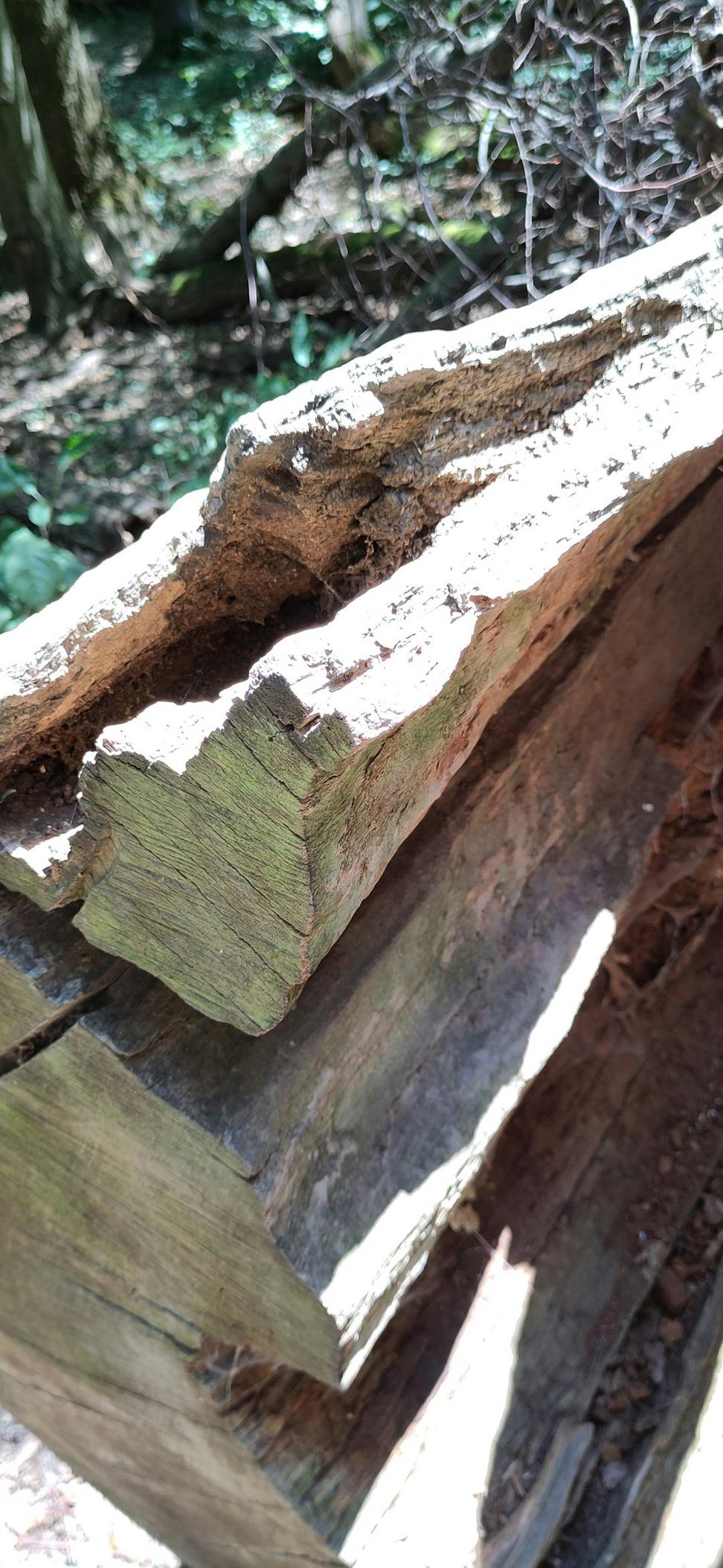 Mass Timber